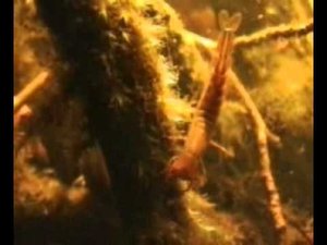 Трахеи насекомых