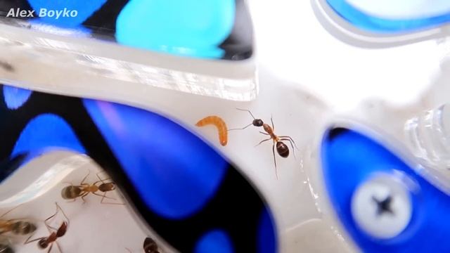Новый Формикарий для Садовых Муравьев! Муравей без лапок! Не злые Африканские муравьи! alex boyko смотреть онлайн