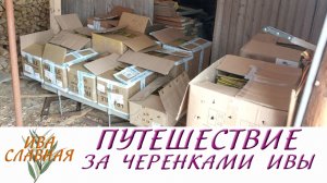 Ива Славная: Путешествие за черенками ивы (01.03.2023)