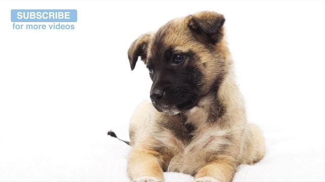 Help Your Dogs to Get Along, Get Your Dogs Used to Each Other and Help Them Bond with Relaxing Musi смотреть онлайн