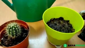 Пересадка кактусов