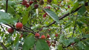 Ранетки / Яблоня ягодная / Яблоня сибирская / Malus prunifolia