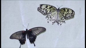 В Шымкент привезли самые редкие виды бабочек