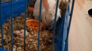 Крольчатам 4 дня Кормление