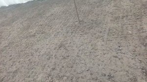 Редиска СЕЛЕСТА в балагані.