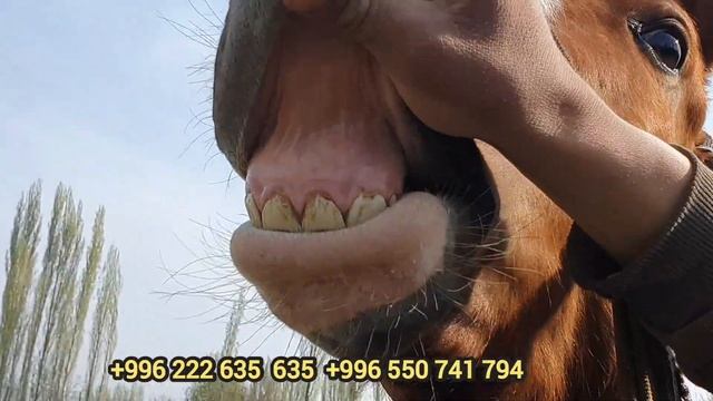 Будён Дончак Дыйкандан арзан баада смотреть онлайн