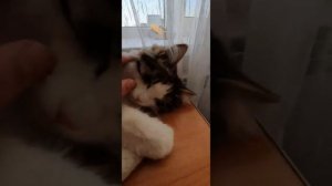 МОЙ КОТ УМЕР ОТ КОРОНА ВИРУСА,ЧТО ДЕЛАТЬ