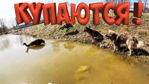 СПАСАЮ ПРУД ! СТРАУСЫ КУПАЮТСЯ ! СЕЗОН КУПАНИЯ ОТКРЫТ !