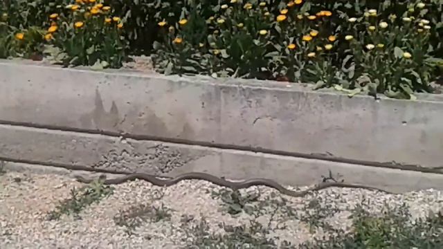 Выгнали змею из дома !!!?? смотреть онлайн