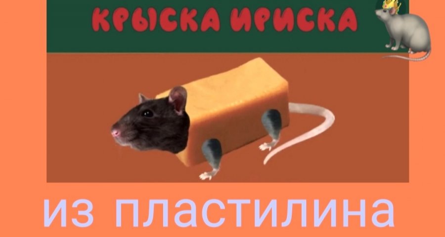 Кошка сосиска песня мышка. Мышка сосиска. Крыска Ириска. Крыска Ириска Мем. Мышка сосиска крыска Ириска авокадо Бегемот.