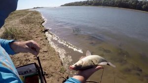 Ловля на фидер крупного карася и сазана на дикой реке. Леха взял трофей! Осень 2018. Vlog4_18