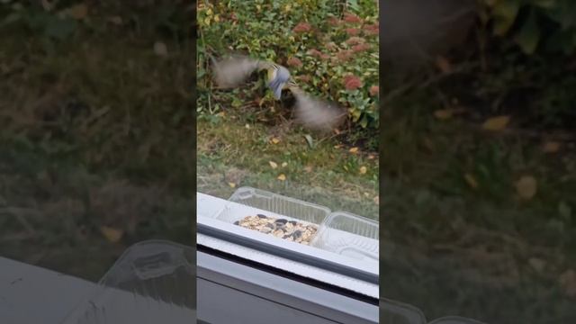 Кормите птичек зимой ? Feed the birds in winter