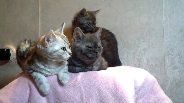 Котята Селкирк рекс. http://mircoonov.ru смотреть онлайн