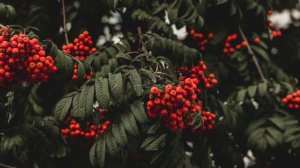 Русская народная песня "Тонкая рябина"