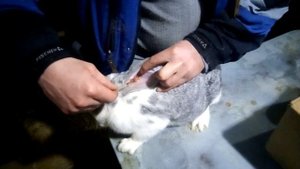 Лечение от ушного клеща у кроликов