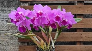 A História da Orquídea Cattleya Labiata