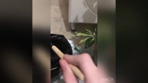 Шефлера пересадка в домашніх умовах . #шевлера