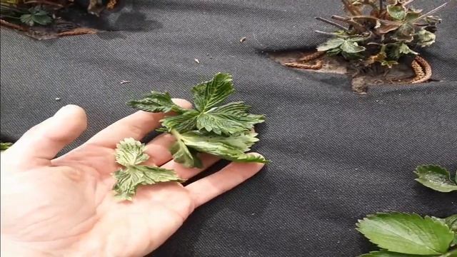 Как клещ поражает землянику, наглядно. смотреть онлайн