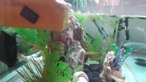 Акватеррариум для красноухой черепахи