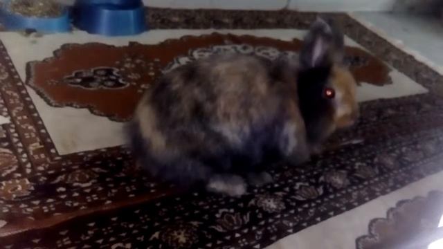 Дрессировка кролика смотреть онлайн