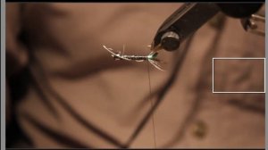 Трансляция по вязанию ручейника нимфы