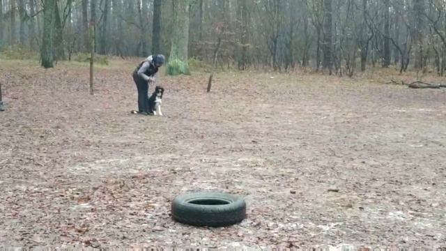 Daiquiri Kiki from Kasta Ukraine / бордер колли / BH 58б смотреть онлайн