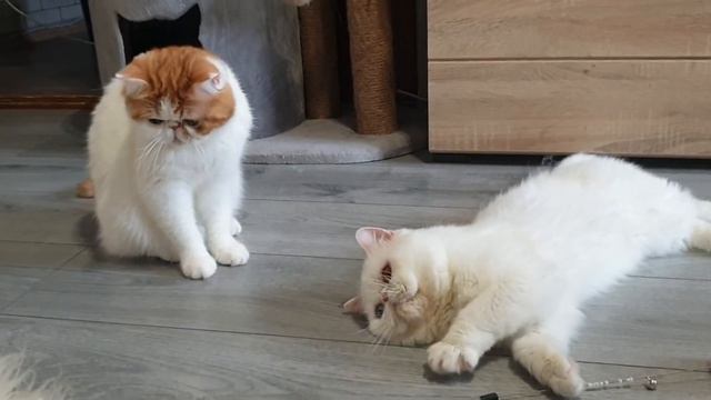 Exotic Shorthair Cats / Экзотические короткошерстные кошки