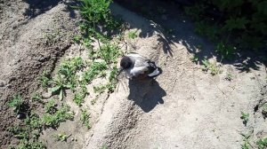 Птенец вороны