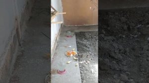 кормление птицы овощи фрукты