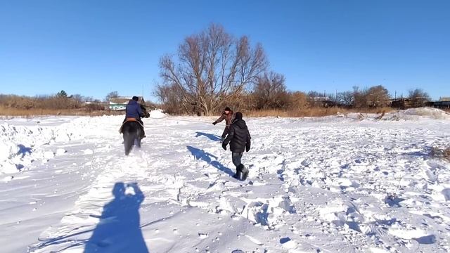 Жеребец Черный принц в первый раз под седлом.