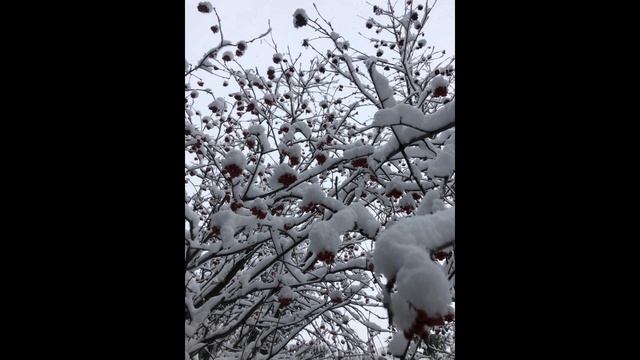 дерево рябина зимой  | Лазоревка. Рябина. Зима   | Winter Beauty of Rowan Trees