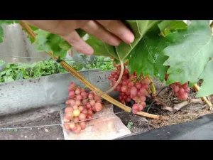 Вариант выращивания винограда в открытом грунте.  Нижегородская обл.
