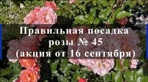 Правильная посадка розы № 45 ( акция от 16 сентября)