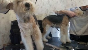 Канал "Я - Грумер". Фокстерьер. Частичный тримминг и стрижка. Часть 3. Fox terrier. Salon trimming.