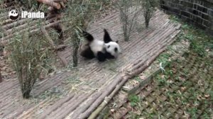 Скучающая панда