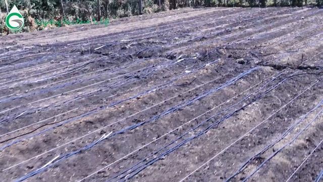 Double emitter drip tapes by Grekkon Limited. смотреть онлайн