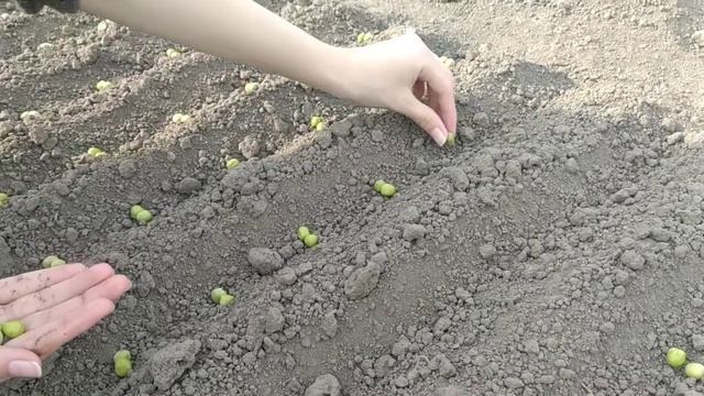 Вот как надо садить горох!/ Правильная посадка гороха! смотреть онлайн