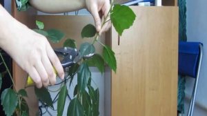 Гибискус уход в домашних условиях