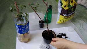 Актинидия черенкование 2