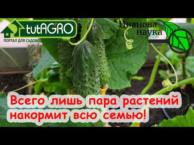 СУПЕР СПОСОБ для УРОЖАЯ ОГУРЦА! Растений МЕНЬШЕ, а урожай БОЛЬШЕ. Пара растений накормят всю семью.