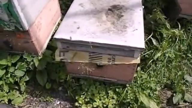 как лучше подсилить роем слабый отводок, или семью пчел смотреть онлайн