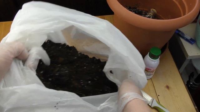 Пересадка детки гиппеаструма Sumatra смотреть онлайн