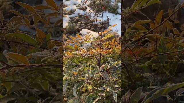 Красотка для любого сада! Многолетние растения!