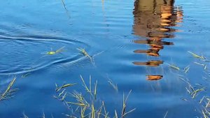 Проводка лягушки от aiko