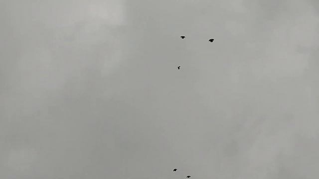 НИКОЛАЕВСКИЕ ГОЛУБИ (утренняя разминка при ветре 10-12 м/с). смотреть онлайн