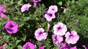 Growing Flowers In Stackable Pots - Follow Petunias Through The Summer