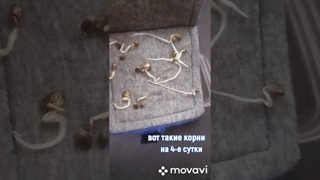 Проращиватель семян смотреть онлайн