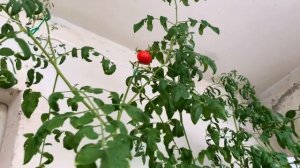 Томат "Рябиновые бусы" на балконе: делюсь впечатлениями