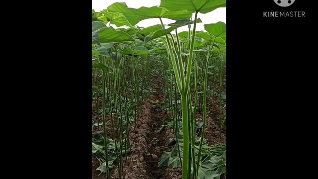 #paulownia UZB #павловния Узб 1 йилда 1 га майдондан 30 000 $ даромад. смотреть онлайн