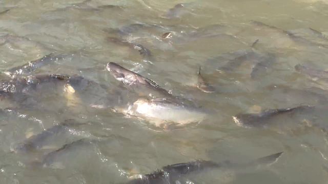 25.02.2012. Кормление сомов на реке Чао Прайя. смотреть онлайн